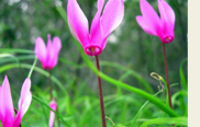 ciclamini