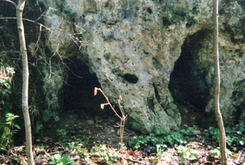 pertus buco