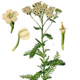 Achillea