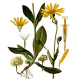 Arnica