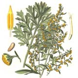 illustrazione di Artemisia
