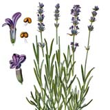 illustrazione di lavanda