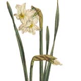 Narciso