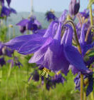 Il Giardino naturalistico