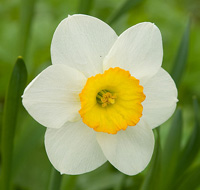 narciso