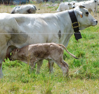 yoga e agripub